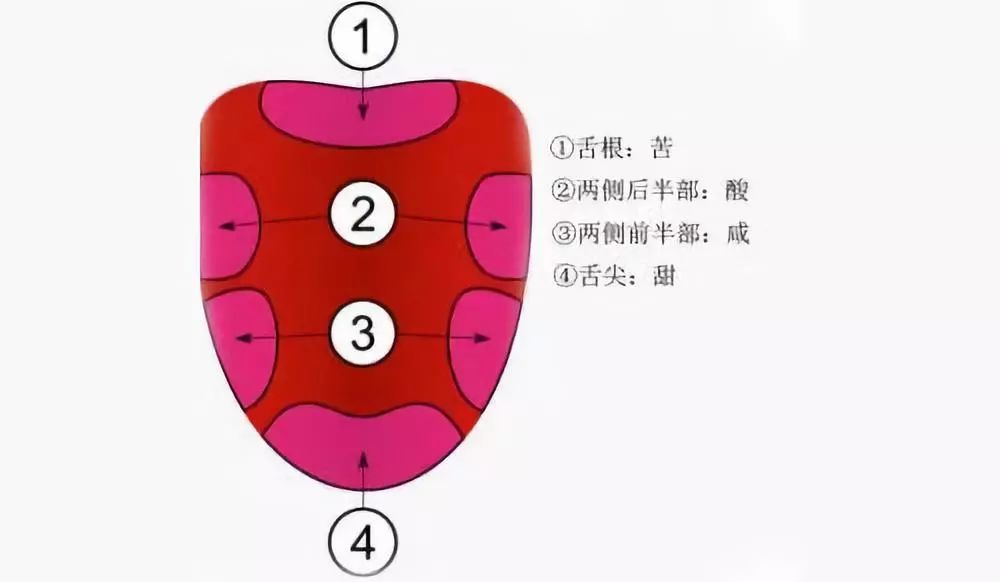 舌根對苦味最為敏感.jpg