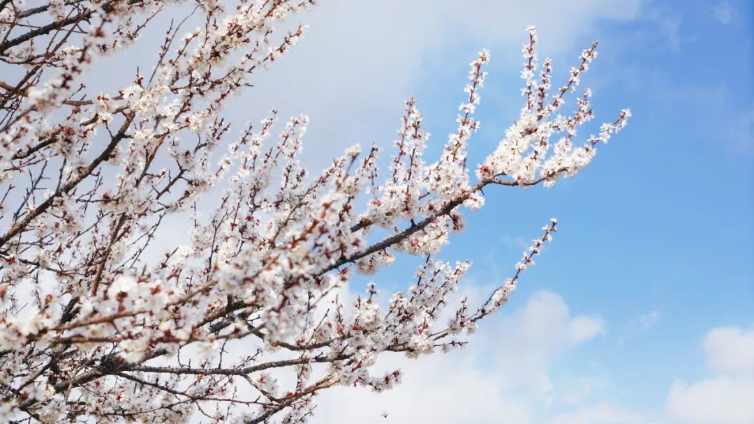 中年時(shí)看開(kāi) 梅花.jpg