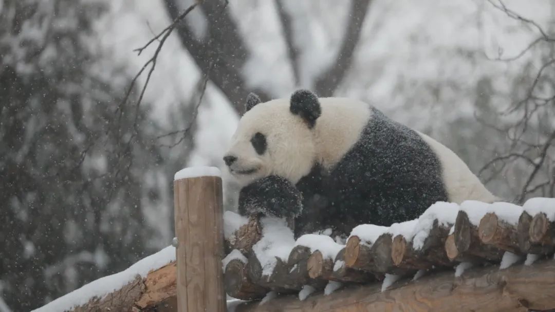 北京動(dòng)物園.jpg