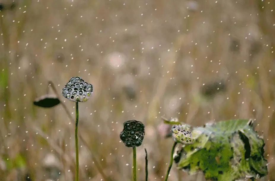 荷盡已無(wú)擎雨蓋，.jpg