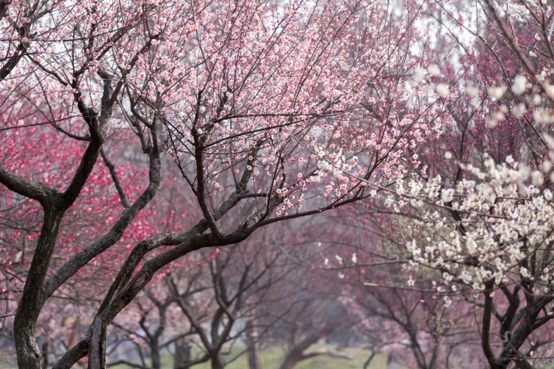 時光匆匆，花開花落.jpg