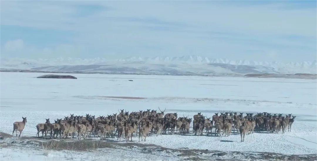 保護動物白唇鹿遷徙.jpg