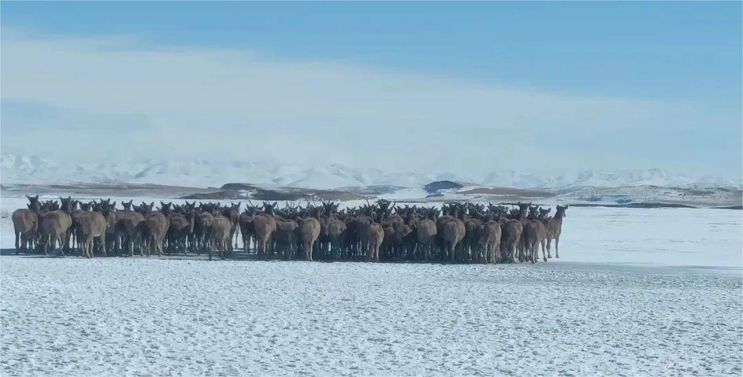 保護動物白唇鹿遷徙2.jpg