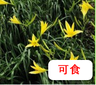 黃花菜.png