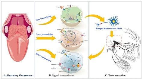 圖1 酸味、苦味及甜味信號傳輸和接收生理學過程.jpg