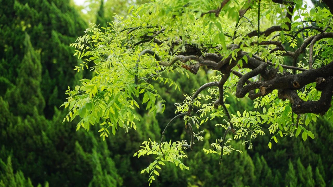 夏天，有一個(gè)院子3.jpg