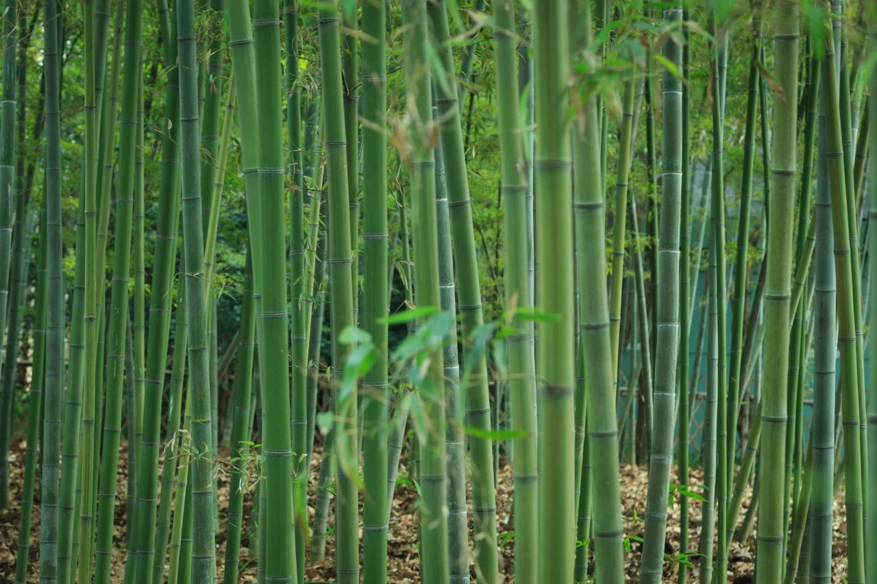 夏風(fēng)中，有“獨屬于夏日”的生氣3.jpg