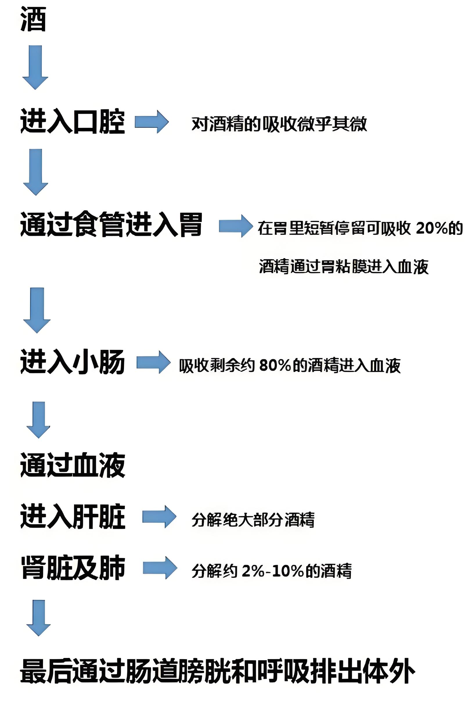 酒精對肌肉生長的阻礙.jpg